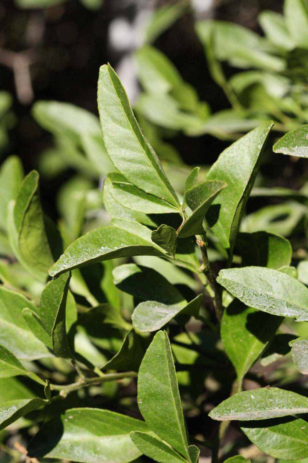              Sun leaves (Riverside, CA)       